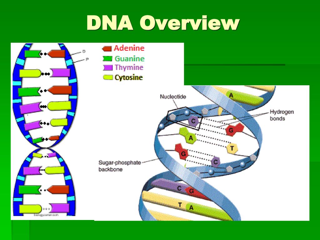 DNA Overview