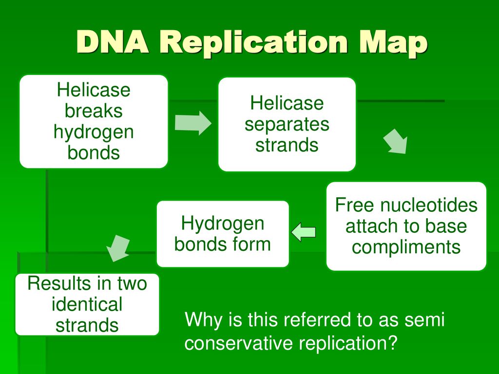 Dna And Rna Objective To Learn The Structure And Function Of Dna Ppt Download 8222