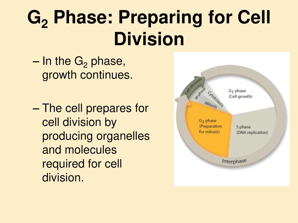 Lecture #4 The Cell Cycle & Cancer Biology Diagrams