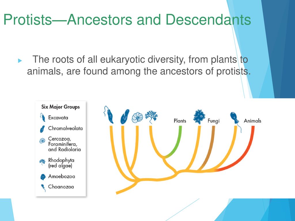 PROTISTA CH.21 Sections 21.1, 21.2, ppt download