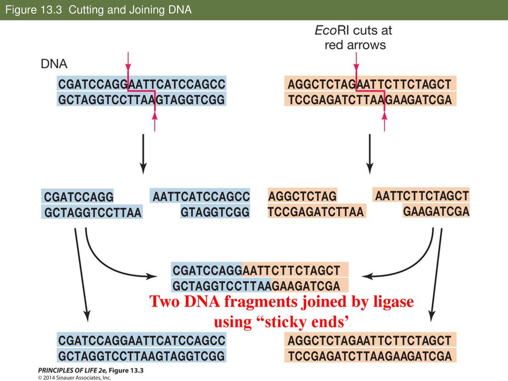 Concept 13.1 Recombinant DNA Can Be Made in the Laboratory - ppt download