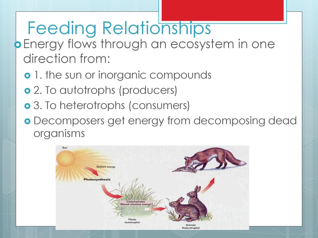 Ecosystems 8 L Ppt Download ecosystems-8-l-ppt-download