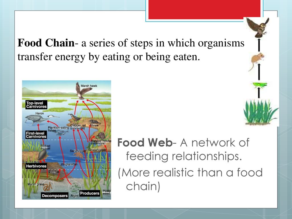 Ecosystems 8L ppt download Biology Diagrams