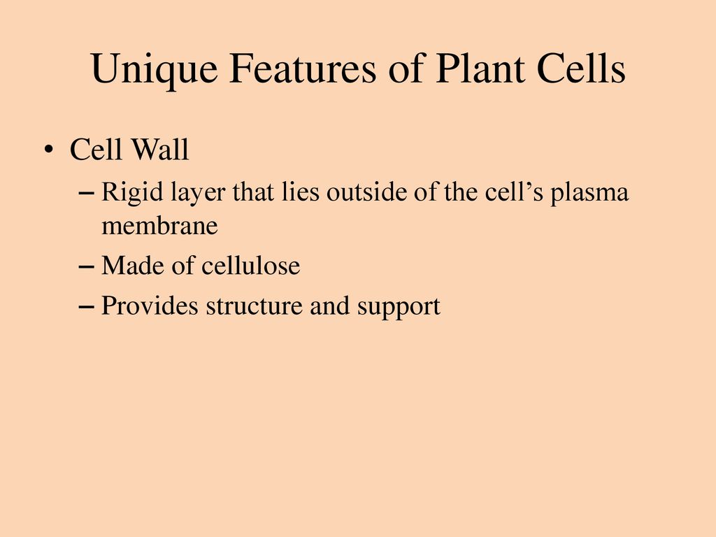 Unique Features of Plant Cells