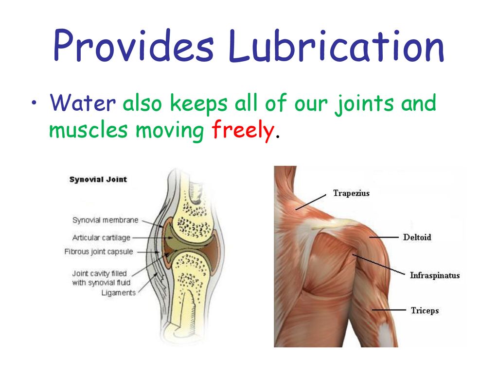 Provides Lubrication Water also keeps all of our joints and muscles moving freely.