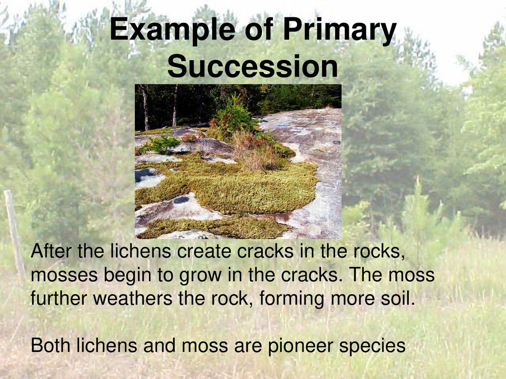 Succession in ecosystems ppt download