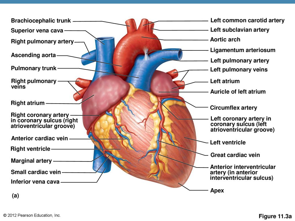 The Cardiovascular System - ppt download