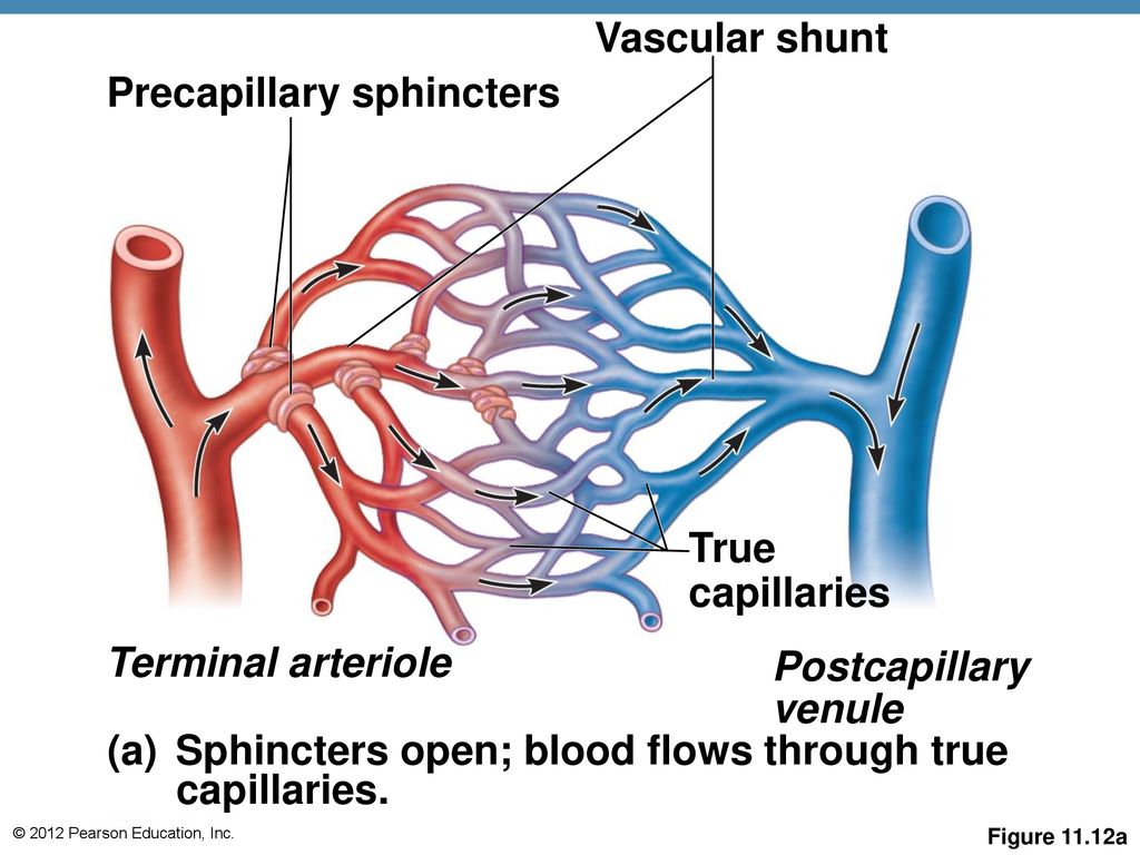 The Cardiovascular System - ppt download