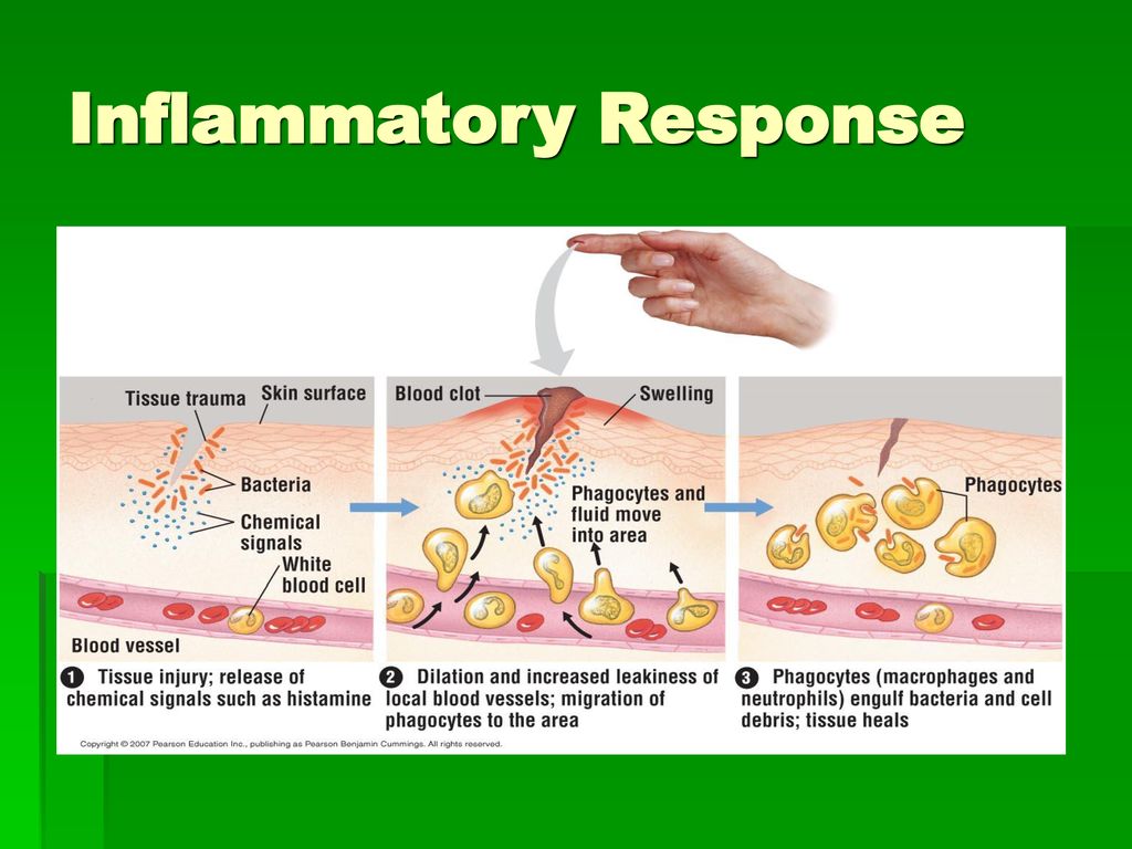 Brian Stith, Karina Barragan, Salwa Hanna Biology Diagrams