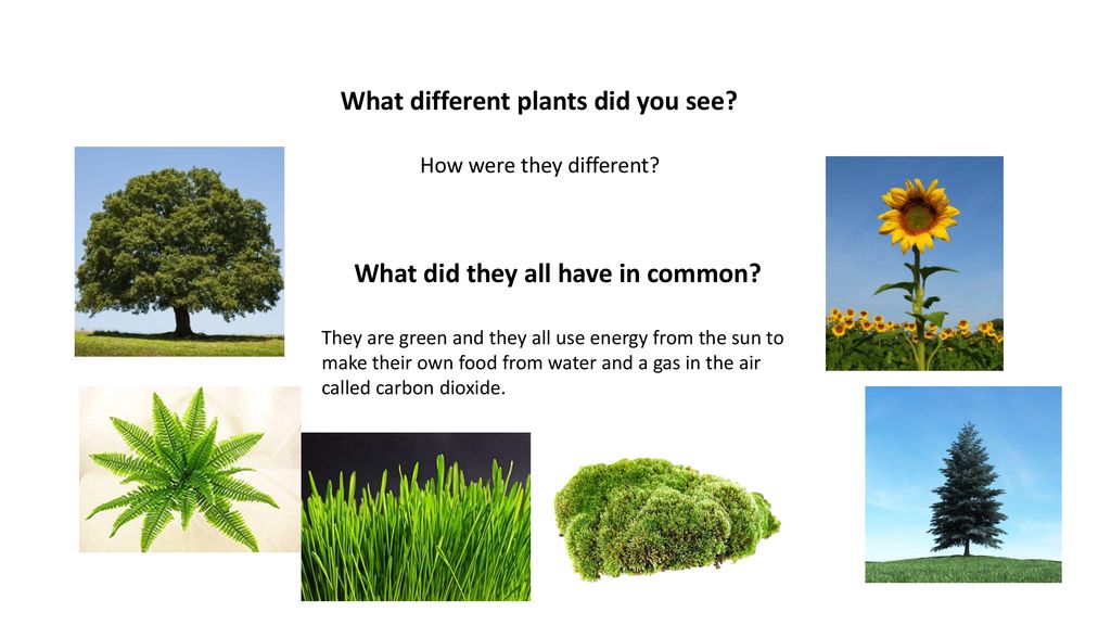 What different plants did you see