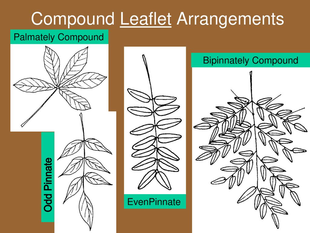 Tree ID, why? Diagnosis Management Fun Right ___ Right ___. - ppt download