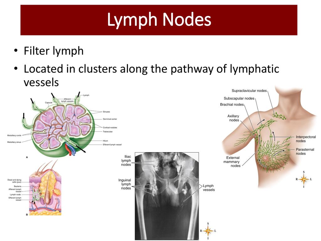 The Lymphatic System And Immunity Ppt Download