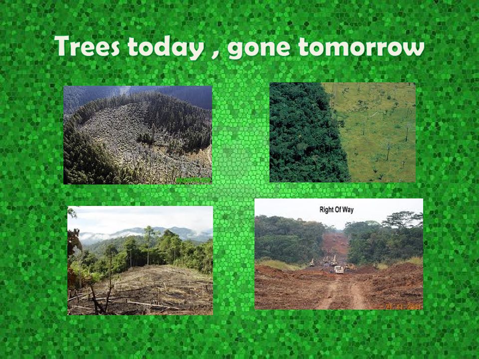 Trees today , gone tomorrow