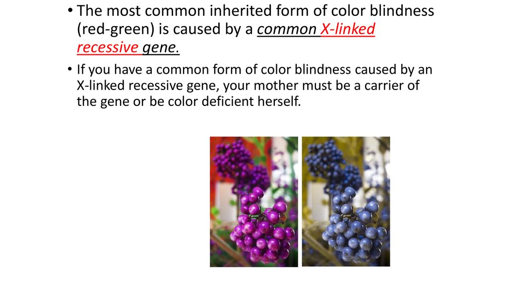 Section 7 1 Human Genetics Ppt Download