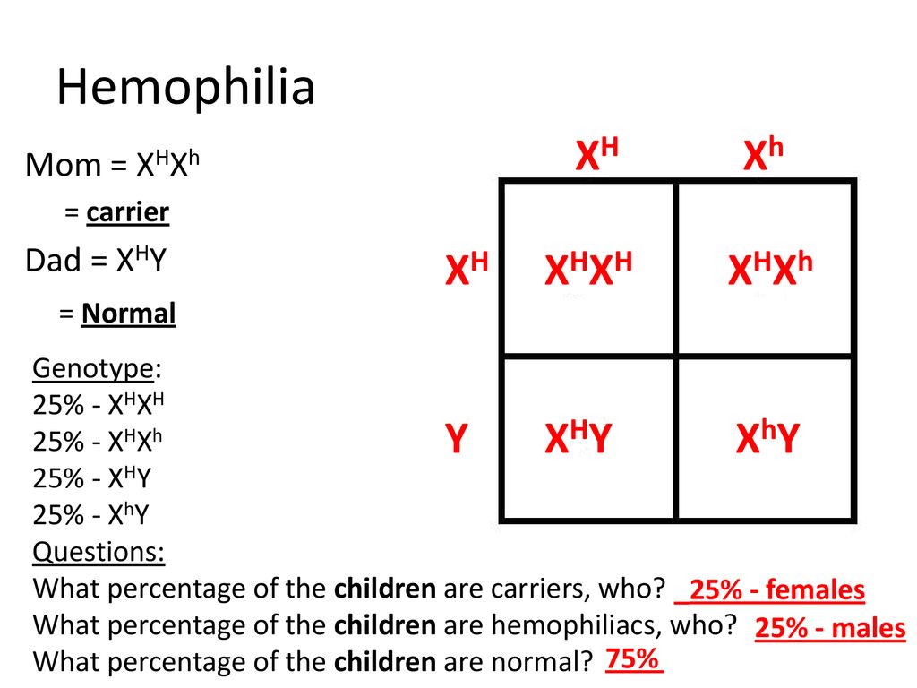 Hemophilia XH Xh XH XHXH XHXh Y XHY XhY