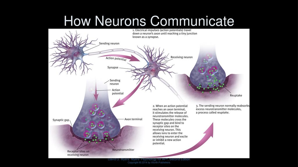How Neurons Communicate
