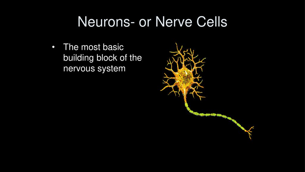 Neurons- or Nerve Cells