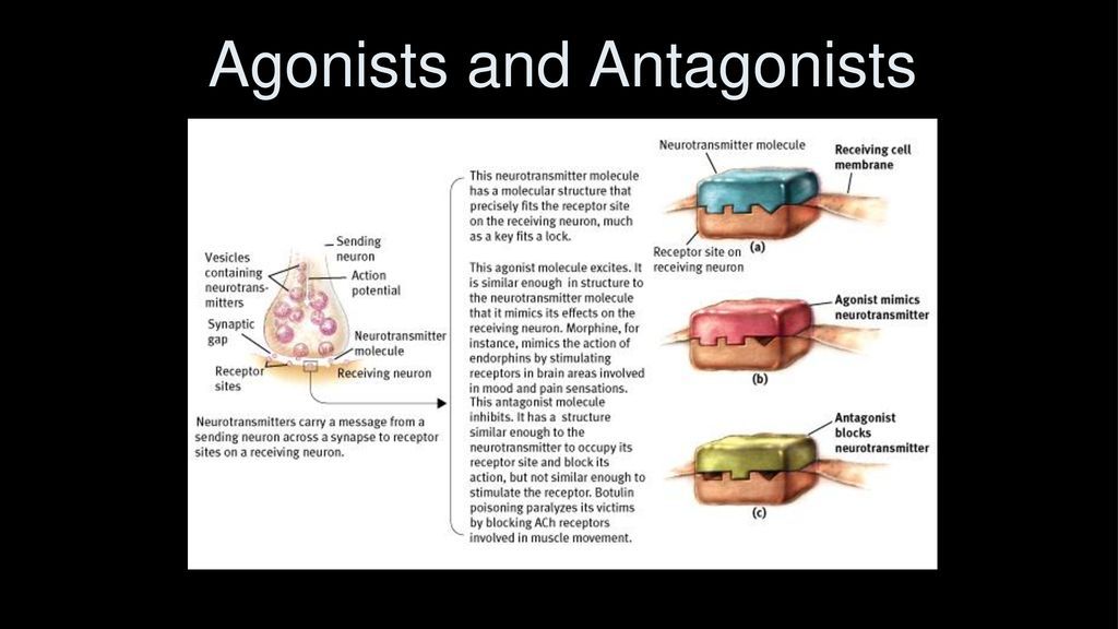 Agonists and Antagonists