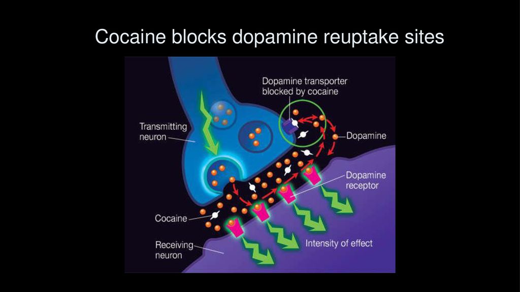 Cocaine blocks dopamine reuptake sites