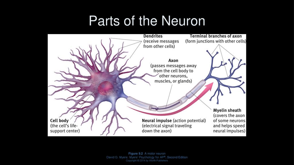 Parts of the Neuron Figure 9.2 A motor neuron