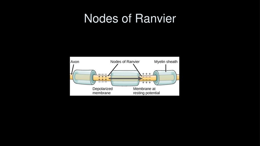 Nodes of Ranvier