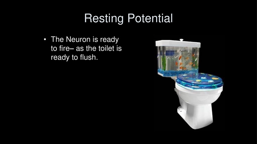 Resting Potential The Neuron is ready to fire– as the toilet is ready to flush.