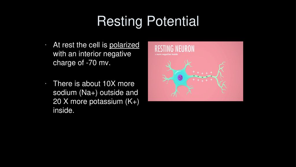 Resting Potential At rest the cell is polarized with an interior negative charge of -70 mv.