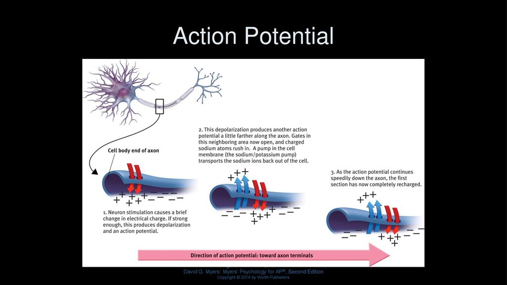 Figure 9.3 Action potential