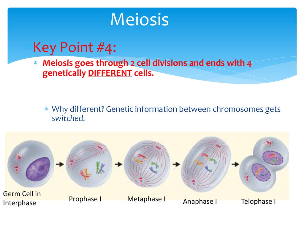 1 15 Daily Catalyst Pg 69 Meiosis Ppt Download