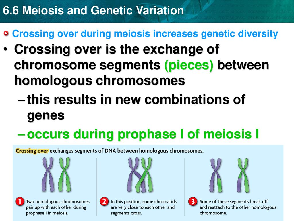 Genetic Variation In Meiosis Biology Diagrams