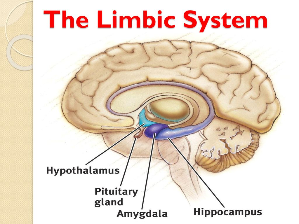 Pre Teens Teenage Adults Biology Diagrams