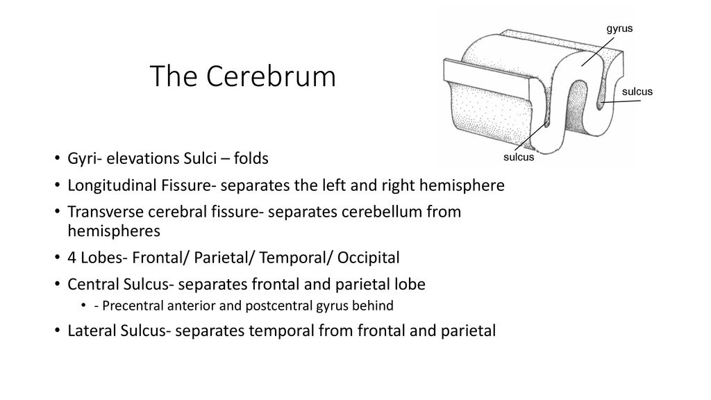 The Central Nervous System - ppt download