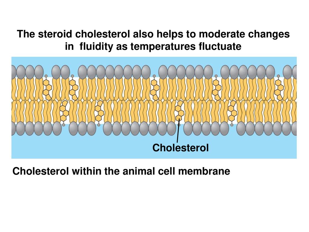 Membrane Structure and Function - ppt download