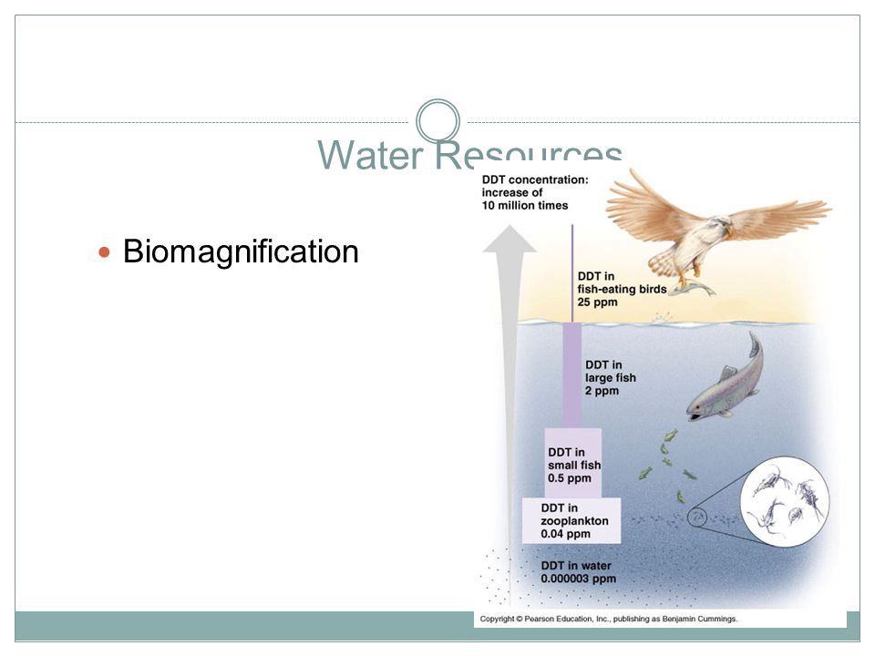 Water Resources Biomagnification
