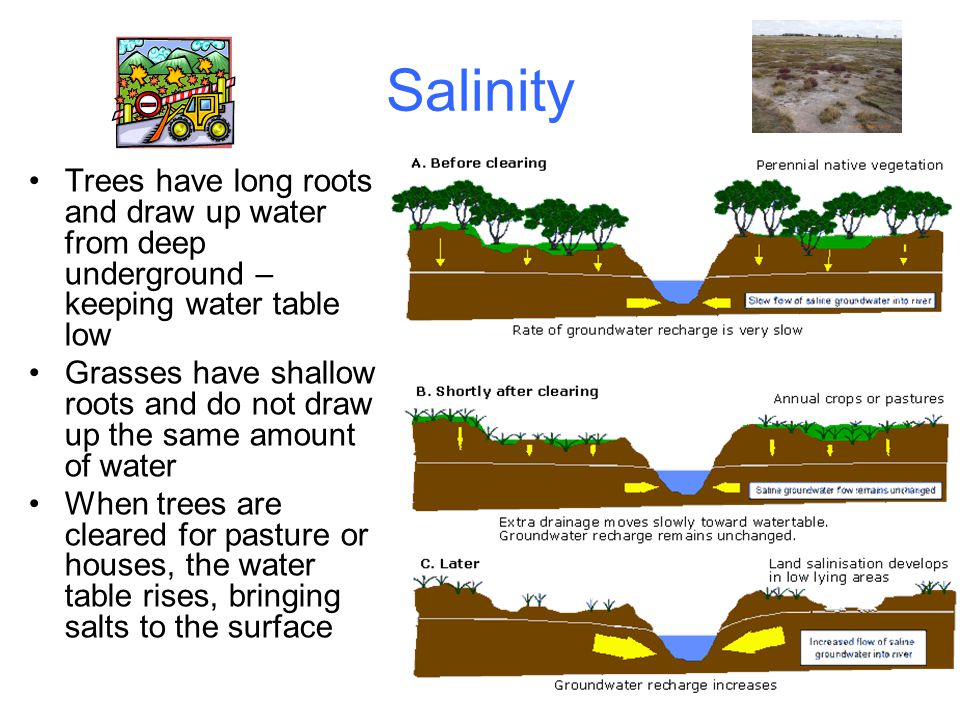 Salinity Trees have long roots and draw up water from deep underground – keeping water table low.