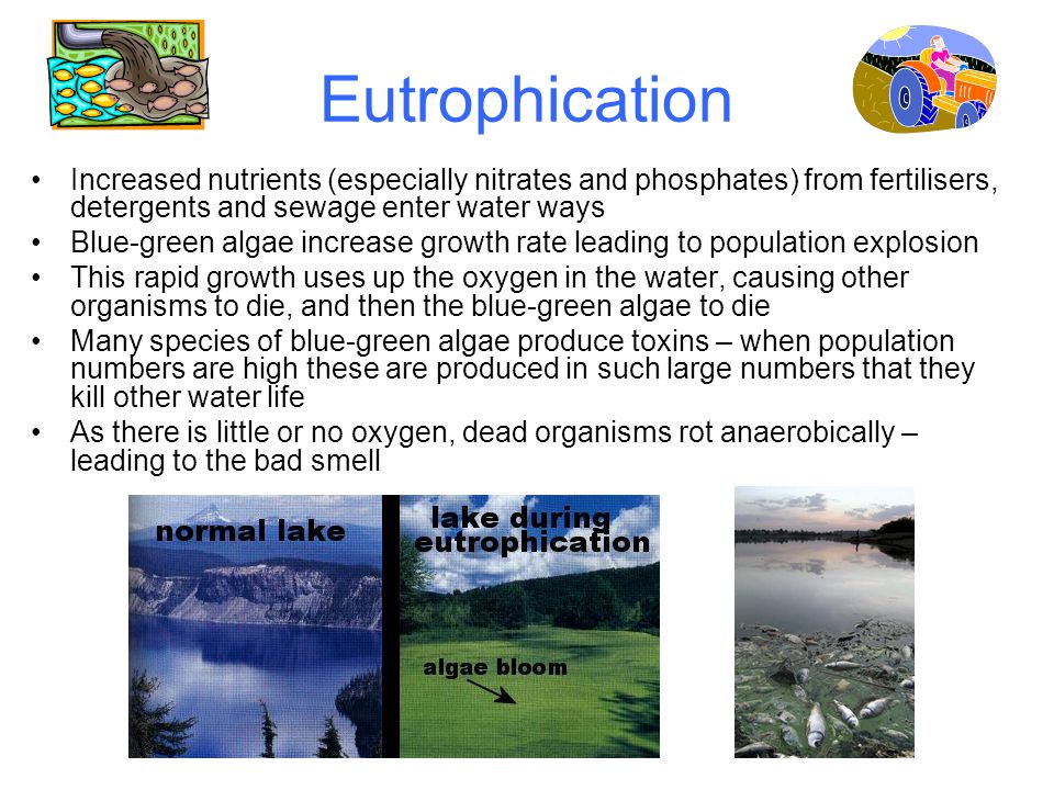 Eutrophication Increased nutrients (especially nitrates and phosphates) from fertilisers, detergents and sewage enter water ways.