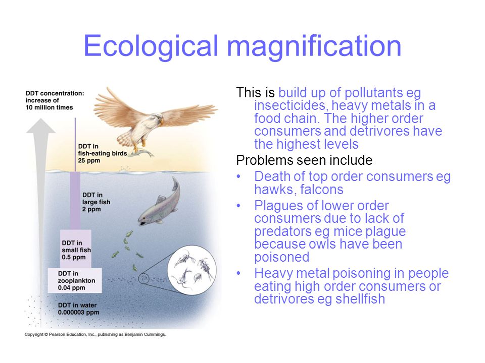 Ecological magnification