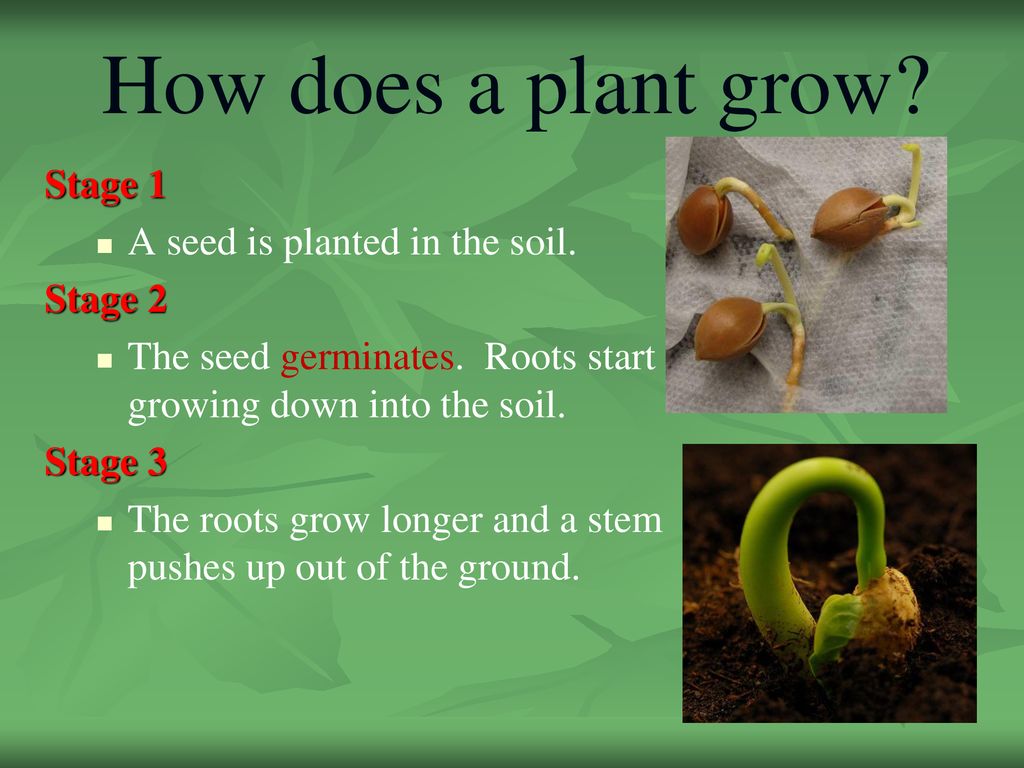 How does a plant grow Stage 1 A seed is planted in the soil. Stage 2