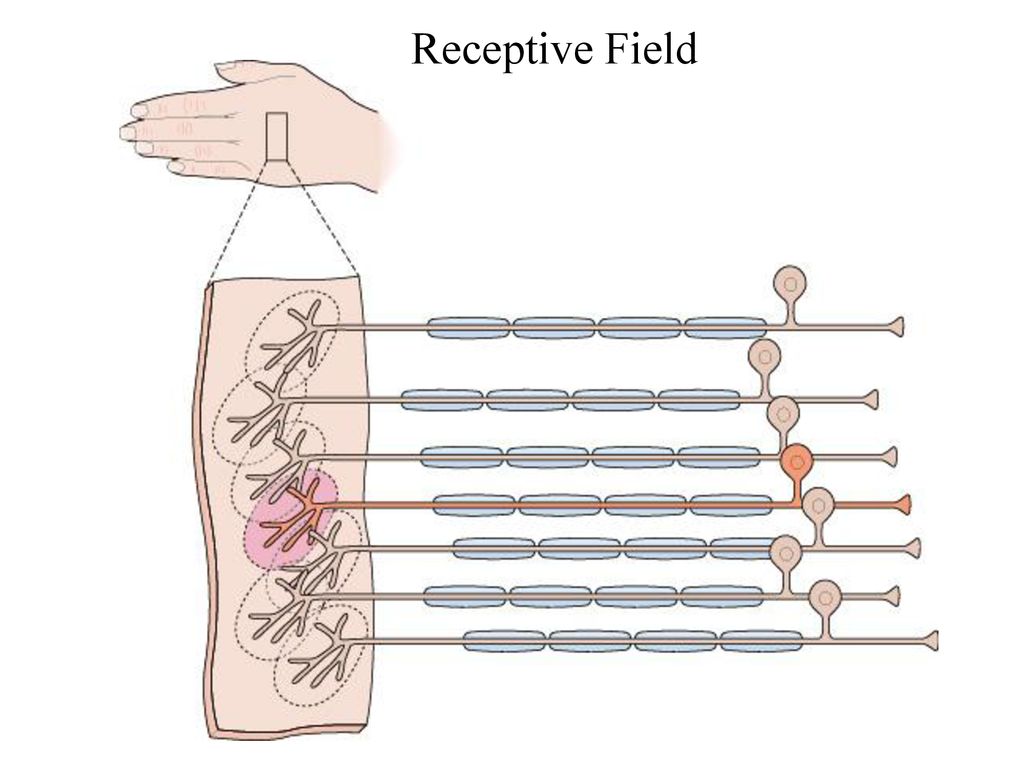 Nervous system perception memory planning sensory inputs ppt download