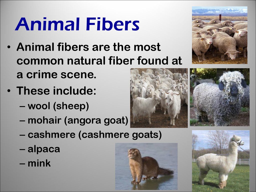 Fibers Another example of trace evidence - ppt download