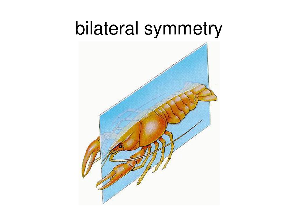 bilateral symmetry