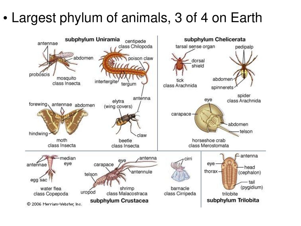 Kingdom: Animalia Phylum: Arthropoda Subphylum:Crustacea - ppt download