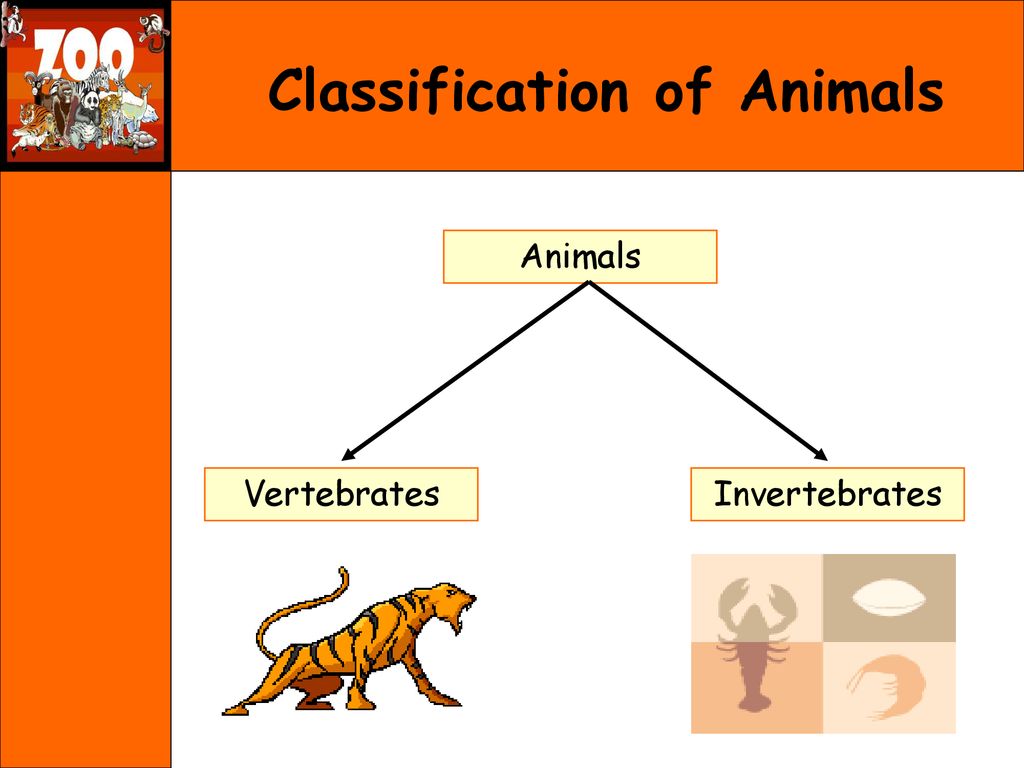 Different kind of animal. Classification of animals. Animals презентация. Vertebrates and invertebrates. Animals classification for Kids.