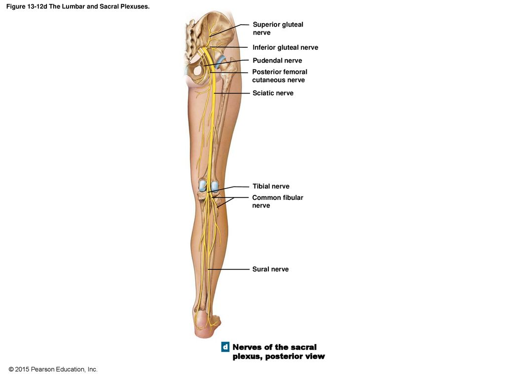 An Introduction to the Spinal Cord, Spinal Nerves, and Spinal Reflexes ...