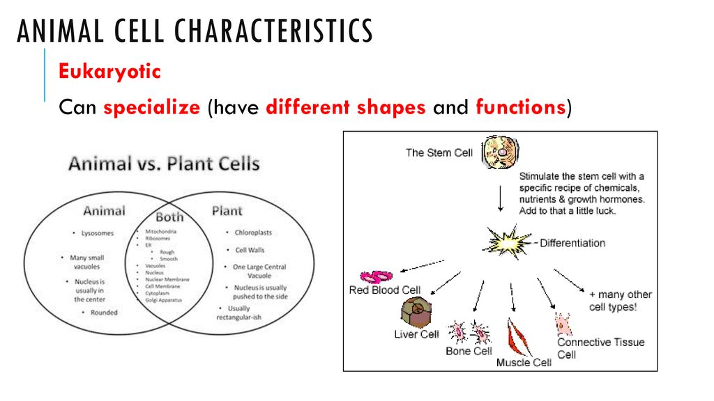 Warm Up 3/5/18 What are some differences between animals & plants?  Similarities? What are some differences between animals & fungi?  Similarities? What. - ppt download