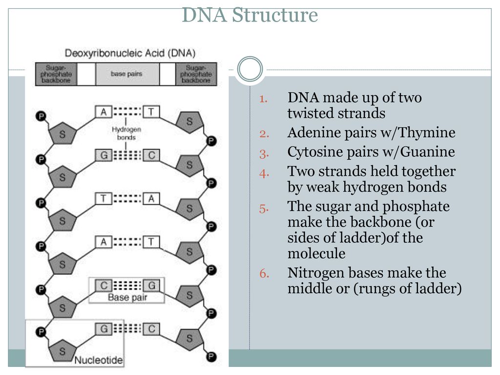 DNA STRUCTURE AND REPLICATION - ppt download