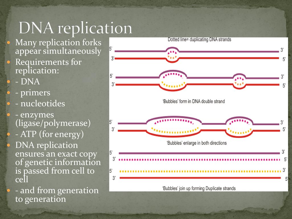 DNA & It’s Replication Unit 1 – Human Cells. - Ppt Download