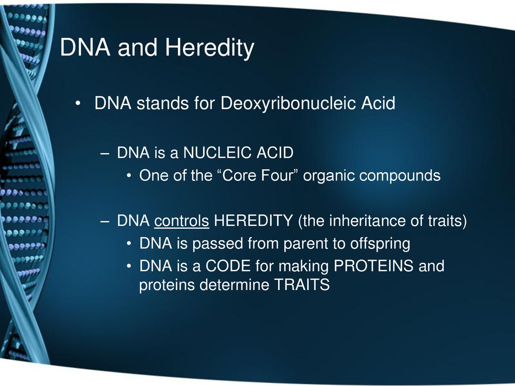 DNA and Heredity DNA Structure and Function - Amoeba Sisters - ppt download