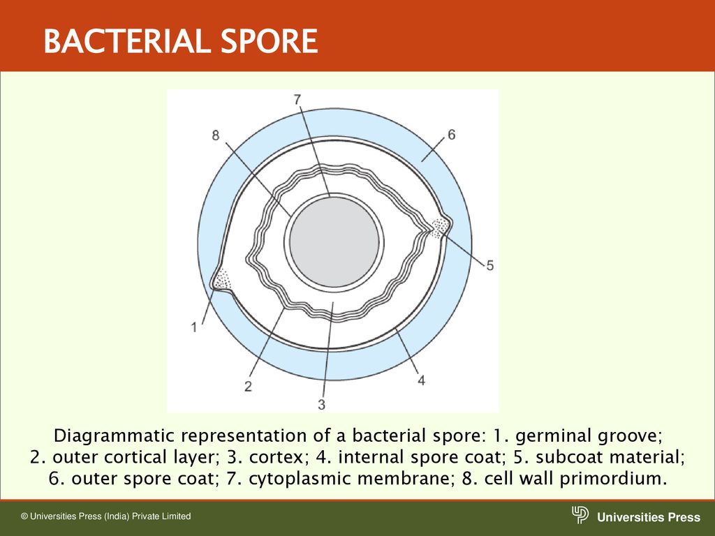 MORPHOLOGY OF BACTERIA - ppt download