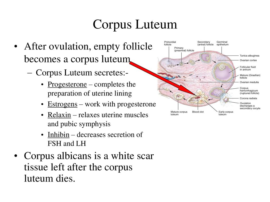 The Reproductive System Ppt Download
